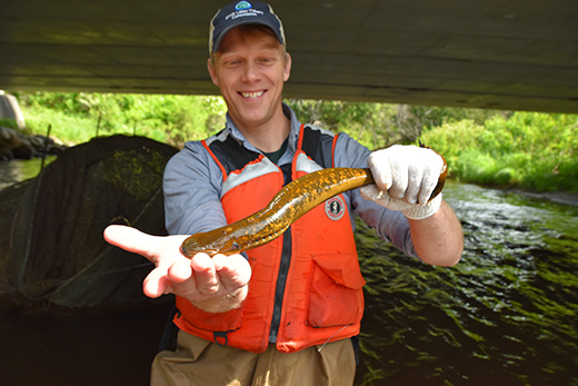 A man wearing a personal floatation device and waders stands in a river under a bridge. He is holding a tube-like fish about 15 inches long which is suctioned onto his hand.